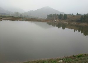 太河村养殖场