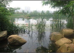 白萍湖