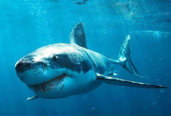 姥鲨是什么鲨鱼？