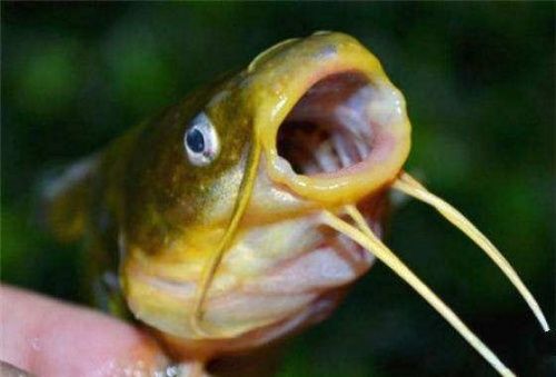 黄颡鱼用什么饵料打窝