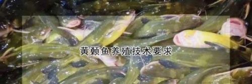 黄颡鱼怎么养殖